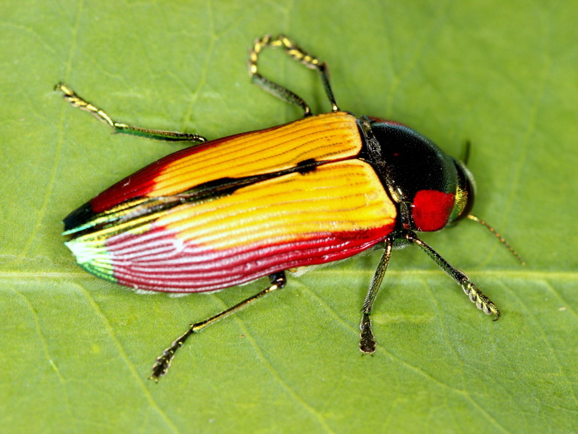 Temognatha carpentariae Another brightly colored bright jewel beetle  Australia,Buprestidae,Geotagged,Summer,Temognatha,Temognatha carpentariae