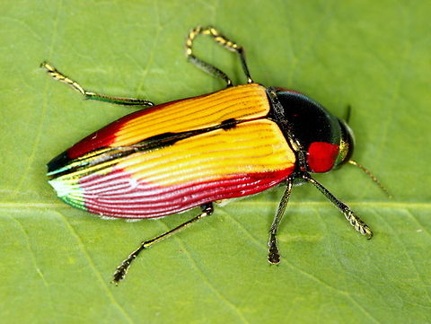 Temognatha carpentariae Another brightly colored bright jewel beetle  Australia,Buprestidae,Geotagged,Summer,Temognatha,Temognatha carpentariae