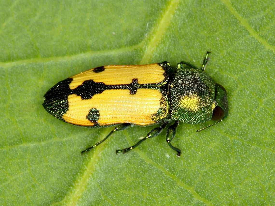 Castiarina puella A small tropical jewel beetle from Australia Australia,Castiarina,Castiarina puella,Geotagged,Summer