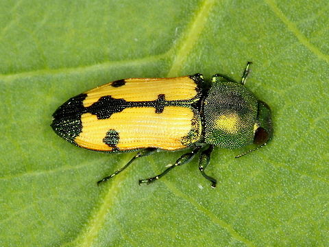 Castiarina puella A small tropical jewel beetle from Australia Australia,Castiarina,Castiarina puella,Geotagged,Summer