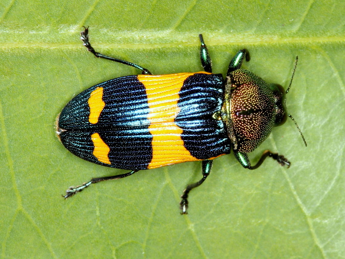 Castiarina garnettensis A tropical Jewel beetle from Australia.     Australia,Castiarina,Castiarina garnettensis,Geotagged,Summer