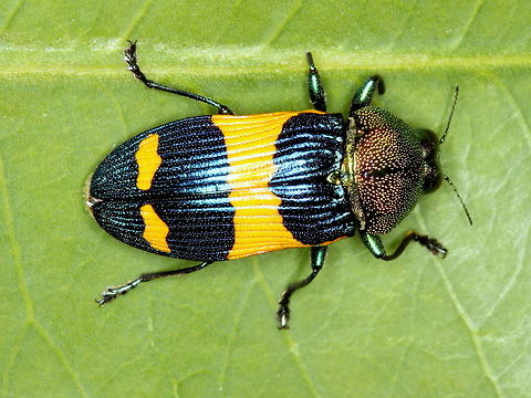Castiarina garnettensis A tropical Jewel beetle from Australia.     Australia,Castiarina,Castiarina garnettensis,Geotagged,Summer