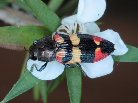 Castiarina bella This small leaf beetle is found in spring time on flowering tea tree.
It is surprisingly bright and attractive, certainly deserving of its name, bella.
This form with additional yellow dots on the base of the elytra is a very uncommon variety.  Australia,Castiarina,Castiarina bella,Geotagged,buprestidae