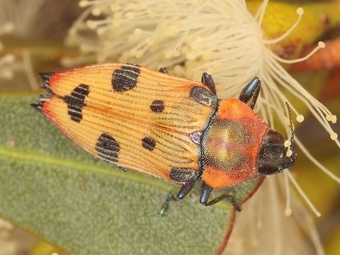 Castiarina gardnerae A small spotted jewel beetle from the western desert region of Victoria, Australia  Australia,Buprestidae,Castiarina,Castiarina gardnerae,Geotagged