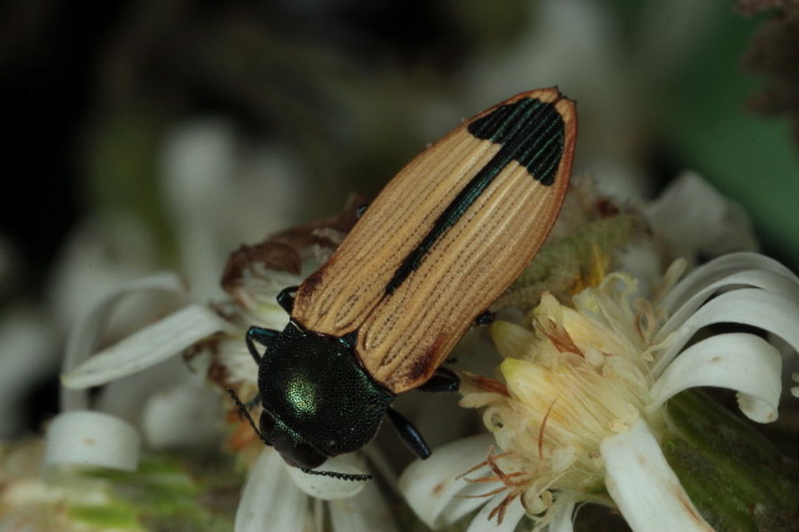 Castiarina fossoria A pale jewel beetle found in springtime on flowering daisy bush.  Australia,Castiarina,Castiarina fossoria,Geotagged,Spring,buprestidae