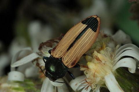 Castiarina fossoria A pale jewel beetle found in springtime on flowering daisy bush.  Australia,Castiarina,Castiarina fossoria,Geotagged,Spring,buprestidae