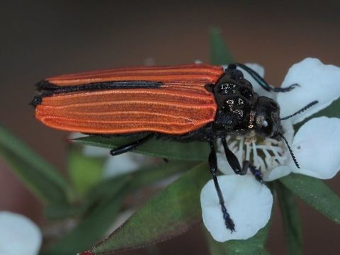 Castiarina nasuta  Australia,Castiarina,Castiarina nasuta,Geotagged,buprestidae
