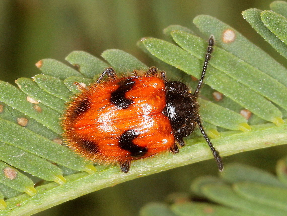 Sternotarsus sp This tiny and hairy beetle is a fungus feeder and seen very infrequently in my experience.  <br />
It belongs to the small family of beetles called 'Handsome Fungus Beetles"  Endomychidae.<br />
<br />
 Australia,Endomychidae,Geotagged,Handsome fungus beetles,Spring,Sternotarsus