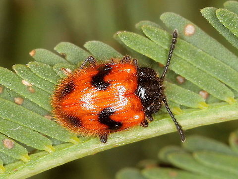 Sternotarsus sp This tiny and hairy beetle is a fungus feeder and seen very infrequently in my experience.  
It belongs to the small family of beetles called 'Handsome Fungus Beetles"  Endomychidae.

 Australia,Endomychidae,Geotagged,Handsome fungus beetles,Spring,Sternotarsus