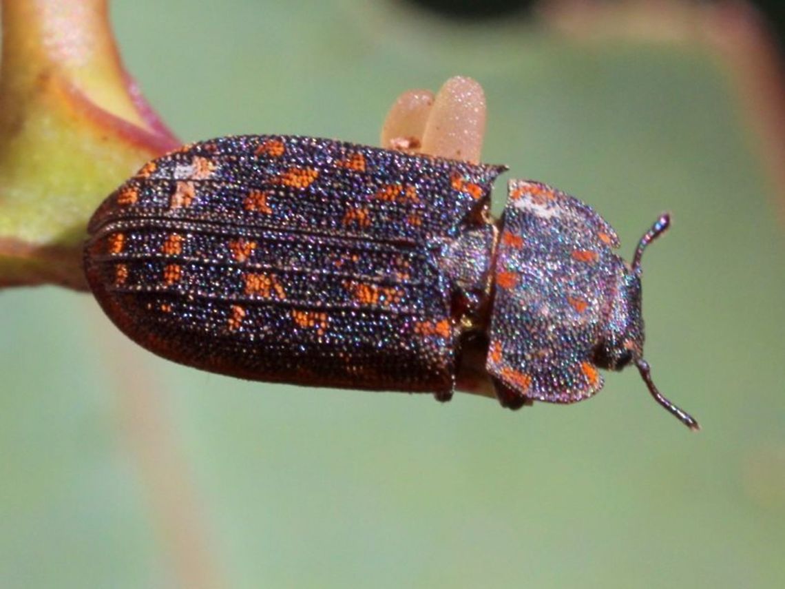 Leperina mastersii A member of a small beetle family of 'bark gnawing beetles' in the family Trogossitidae.<br />
The name Lepidopteryx is based on the scales on the surface of the elytra and means ''scale + wings''<br />
It has been superseded by Leperina.    Australia,Geotagged,Leperina,Leperina mastersii,Lepidopteryx,Trogossitidae