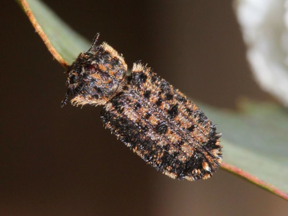 Leperina sp. A small hairy species of &#039;bark gnawing beetle in thew family TROGOSSITIDAE Australia,Geotagged,Leperina,TROGOSSITIDAE