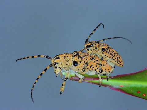Penthea pardalis A pair of colorful longicorns found on Acacia in cooktown. Penthea,Penthea pardalis,cerambycidae,longicorn