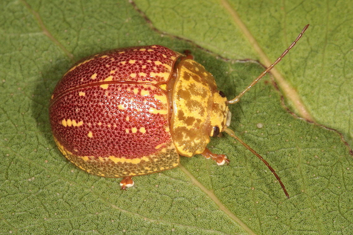 Paropsis propinqua A bright leaf beetle from the dry western desert region of Victoria.<br />
This red species has golden verrucae which tend to beading on the elytra.   Australia,Geotagged,Paropsis,Paropsis propinqua,Summer