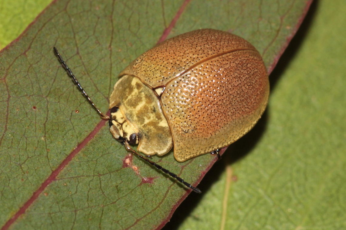 Paropsis porosa A plain and pale leaf beetle widespread throughout Victoria and Tasmania.   Australia,Geotagged,Paropsis,Paropsis porosa,Summer