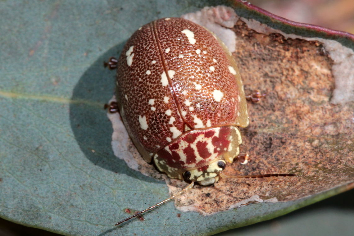 Paropsis marmorea A brown leaf beetle spangled with cream verrucae on the elytra. Australia,Geotagged,Paropsis marmorea,Spring,paropsis