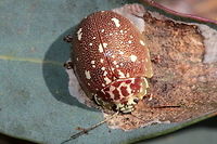 Paropsis marmorea A brown leaf beetle spangled with cream verrucae on the elytra. Australia,Geotagged,Paropsis marmorea,Spring,paropsis