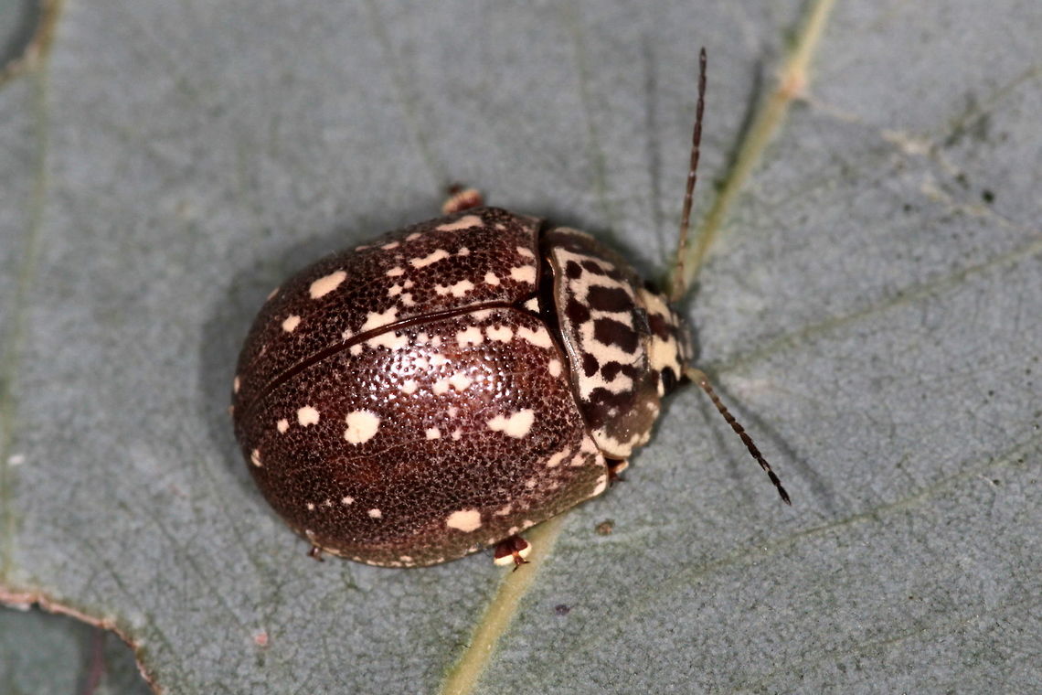 Paropsis geographica A common brown leaf beetle ranging through Victoria and extending to Queensland.   Australia,Chrysomelidae,Fall,Geotagged,Paropsis,Paropsis geographica