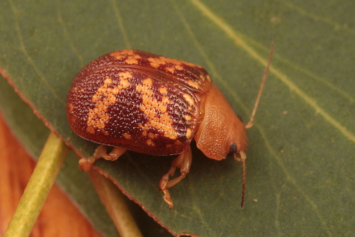 Paropsis aspersa This elongate and anomalous Paropsis beetle shows some tendency to aligned striae.  <br />
The pronotum is punctuate, unmarked and has a crenulate margin<br />
These are scarce in Victoria.   Australia,Geotagged,Paropsis aspersa,Spring,paropsis