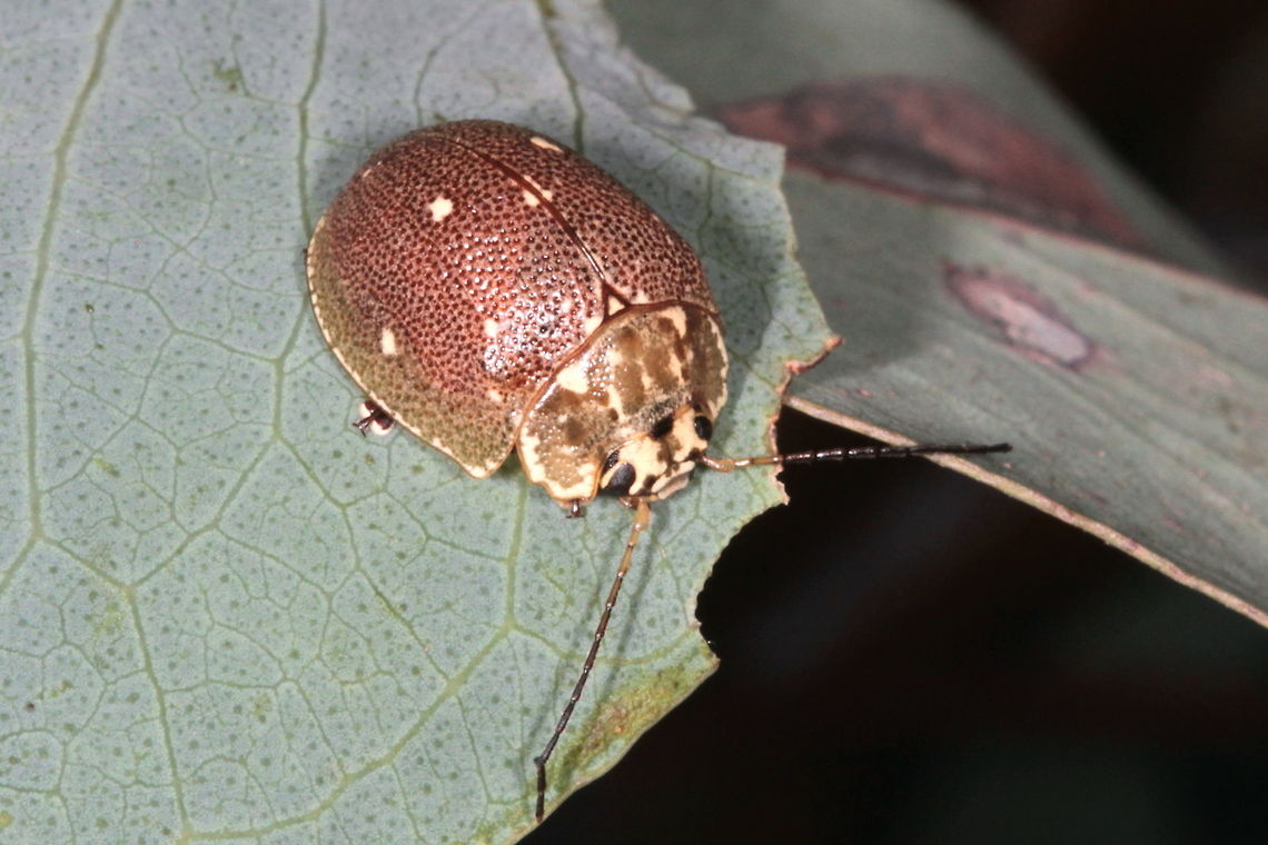 Paropsis aegrota This is a common and widespread species in Australian east coast including a subspecies in Tasmania.<br />
The markings resemble  Paropsis geographica but are less strong, particularly the lines on the pronotum are less bold.   Australia,Geotagged,Paropsis,Paropsis aegrota,Spring