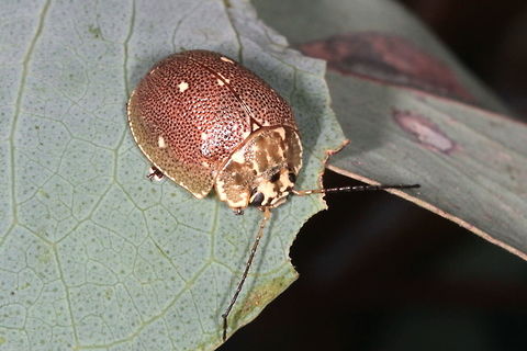 Paropsis aegrota This is a common and widespread species in Australian east coast including a subspecies in Tasmania.
The markings resemble  Paropsis geographica but are less strong, particularly the lines on the pronotum are less bold.   Australia,Geotagged,Paropsis,Paropsis aegrota,Spring