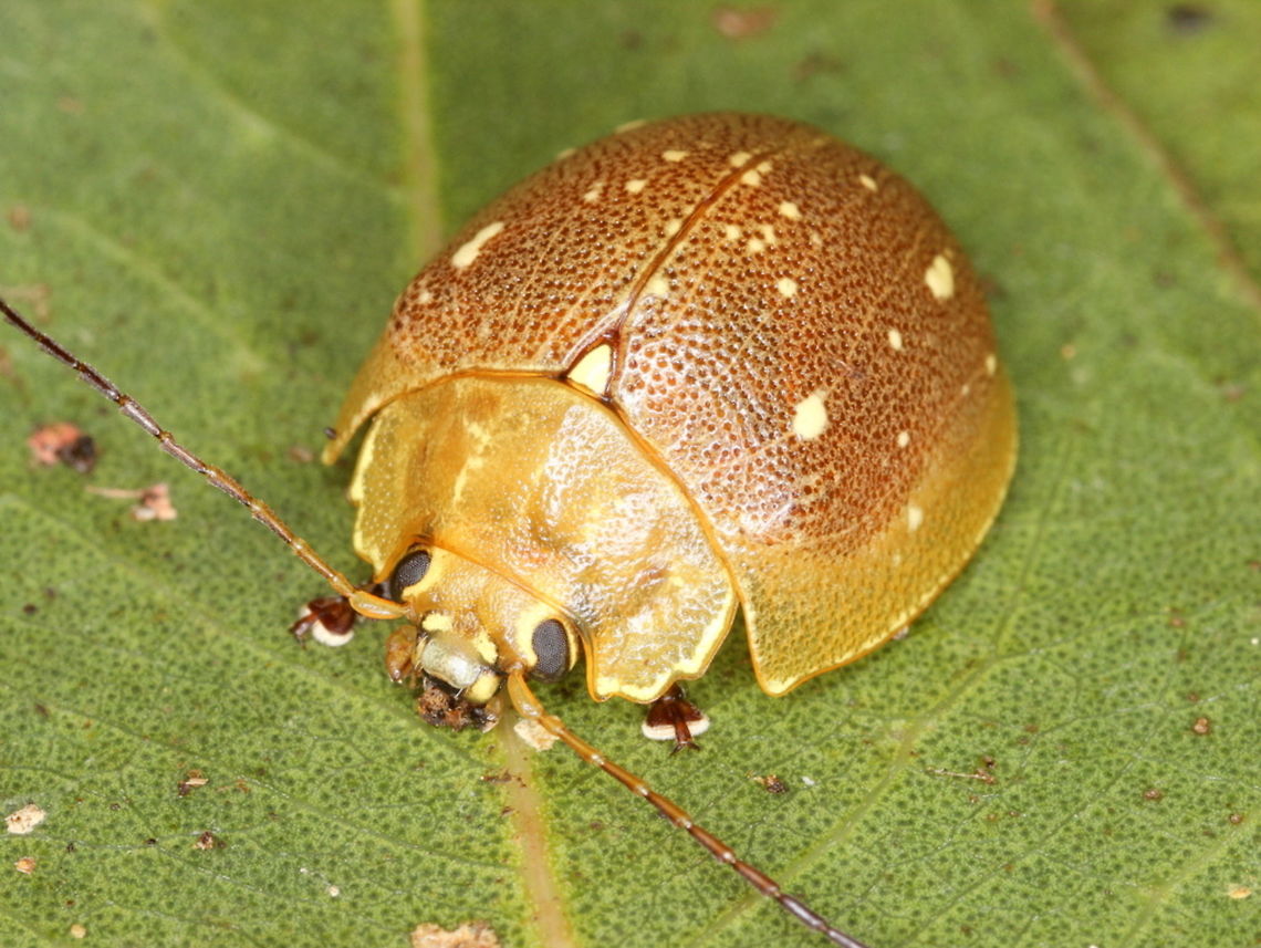 Paropsis lutea This beetle is large and has a pale pronotum.  This is common on the east coast of Australia but very scarce in Victoria.   Australia,Geotagged,Paropsis lutea,Spring