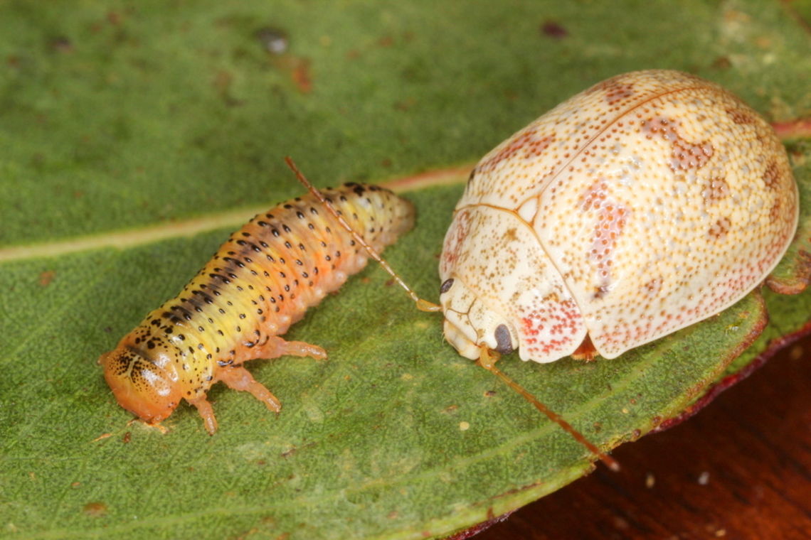Paropsis charybdis larva This beetle is recorded as a pest species for the timber industry particularly in New Zealand where it is exotic.   Australia,Fall,Geotagged,Paropsis,Paropsis charybdis,Spring