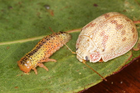 Paropsis charybdis larva This beetle is recorded as a pest species for the timber industry particularly in New Zealand where it is exotic.   Australia,Fall,Geotagged,Paropsis,Paropsis charybdis,Spring