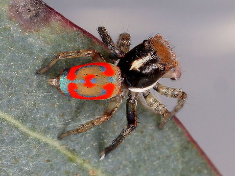 Peacock spider (Maratus pavonis) This tiny spider has a bright tail and conducts a very demonstrative dance to woo his patrner.  Australia,Geotagged,Maratus pavonis,Peacock jumping spider,Spring,jumping spider,peacock spider
