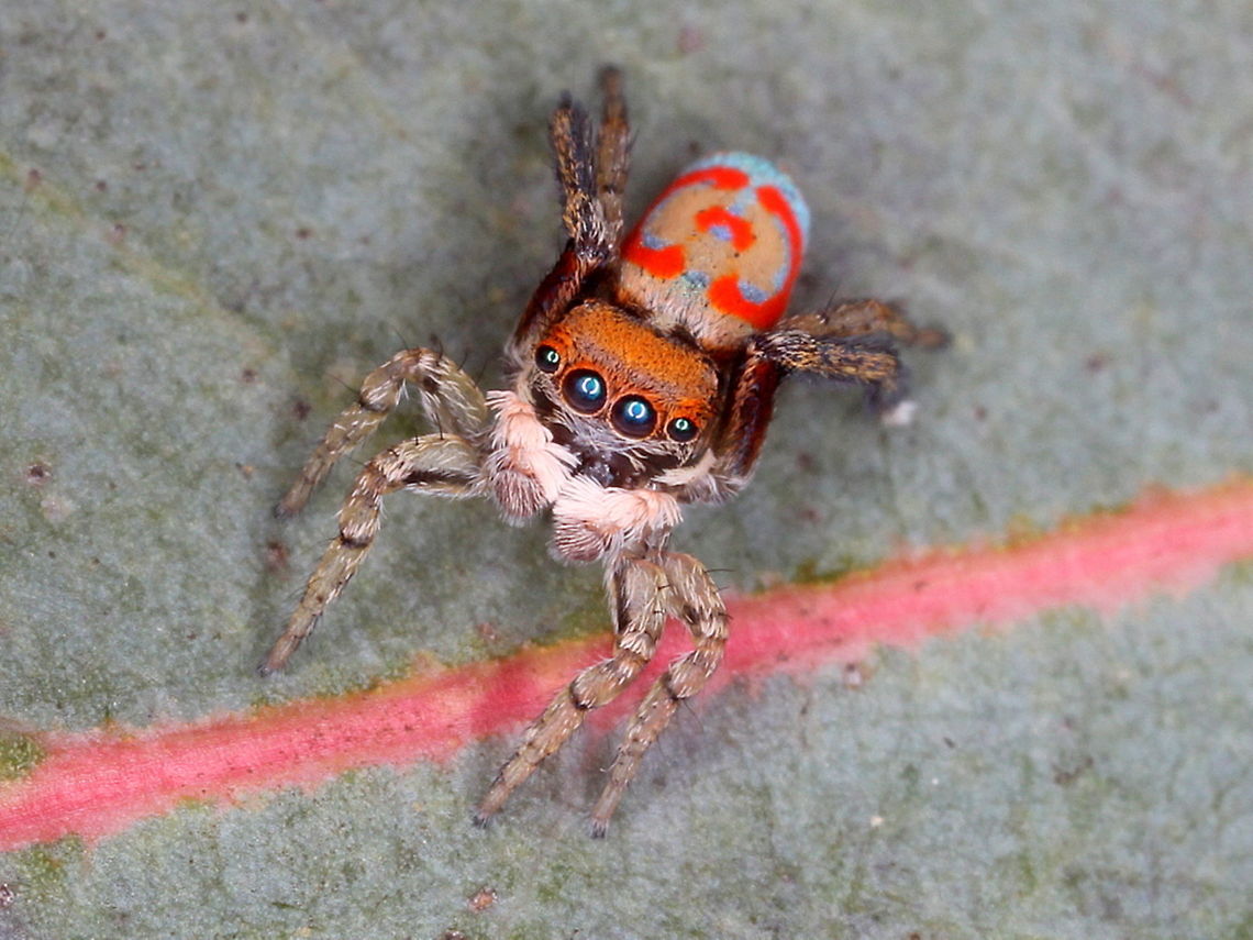 Peacock Jumping Spider (Maratus pavonis)  Australia,Geotagged,Jumping Spider,Maratus,Maratus pavonis,Peacock jumping spider,Spring,peacock spider