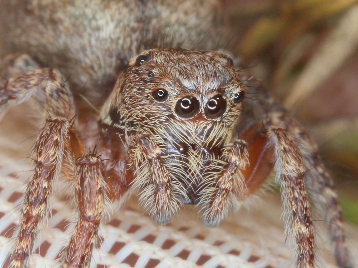 Jumping spider This was considered to be a female peacock spider.  <br />
I am no longer certain and it may be a Servaea sp.  <br />
Somebody with more experience might have a suggestion. Australia,Geotagged,Jumping Spider,Servaea,Spring