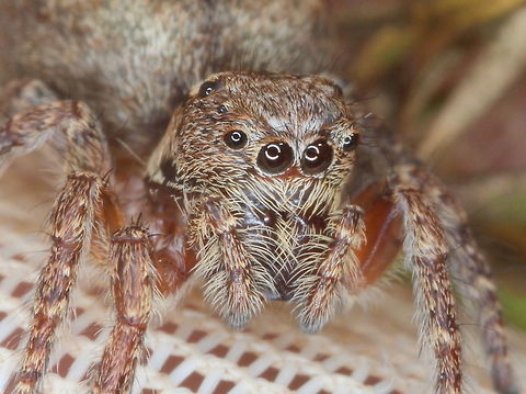 Jumping spider This was considered to be a female peacock spider.  
I am no longer certain and it may be a Servaea sp.  
Somebody with more experience might have a suggestion. Australia,Geotagged,Jumping Spider,Servaea,Spring