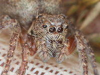 Jumping spider This was considered to be a female peacock spider.  <br />
I am no longer certain and it may be a Servaea sp.  <br />
Somebody with more experience might have a suggestion. Australia,Geotagged,Jumping Spider,Servaea,Spring
