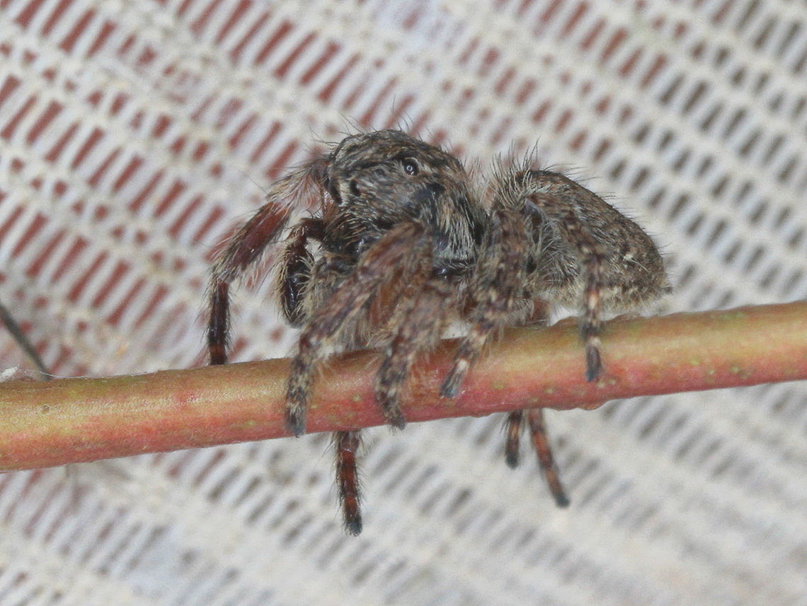 Jumping spider  Australia,Geotagged,Spring,jumping spider