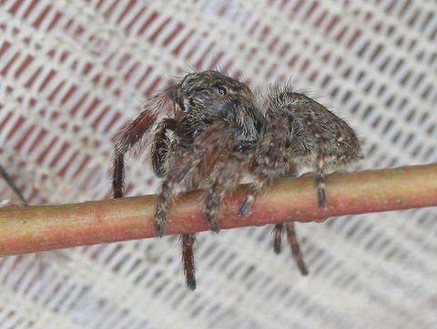 Jumping spider  Australia,Geotagged,Spring,jumping spider