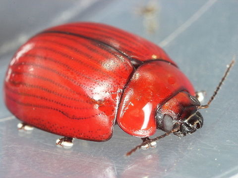 Paropsisterna_rufobrunnea A glossy brown beetle with weakly striate elytra, sometimes outlined.  This is easily confused with P. brunnea but has a black head antennae and elytral edges,  it is much less convex than P. brunnea. Australia,Fall,Geotagged,Paropsisterna,Paropsisterna rufobrunnea,Spring,chrysomelidae