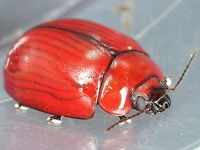 Paropsisterna_rufobrunnea A glossy brown beetle with weakly striate elytra, sometimes outlined.  This is easily confused with P. brunnea but has a black head antennae and elytral edges,  it is much less convex than P. brunnea. Australia,Fall,Geotagged,Paropsisterna,Paropsisterna rufobrunnea,Spring,chrysomelidae