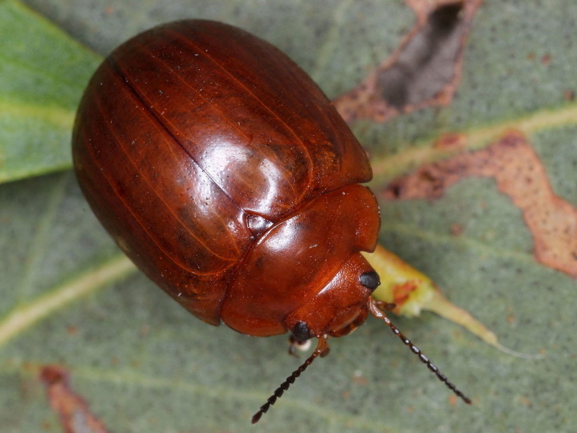 Paropsisterna brunnea (F) This beetle is glossy and evenly brown, probably most closely aligned with P. liturata.<br />
It is lacking striae and any bvlack markings excepy on the antennae.  Large, about 12mm. Australia,Chrysomelidae,Geotagged,Paropsisterna,Paropsisterna brunnea,Summer