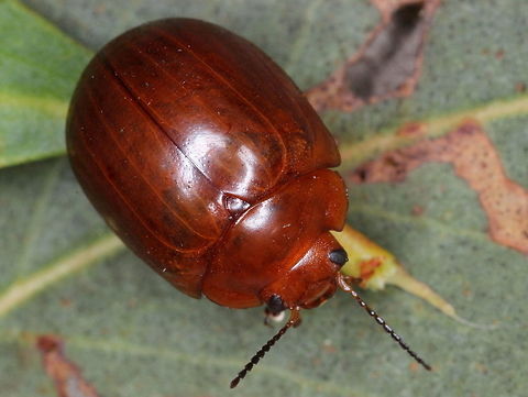 Paropsisterna brunnea (F) This beetle is glossy and evenly brown, probably most closely aligned with P. liturata.
It is lacking striae and any bvlack markings excepy on the antennae.  Large, about 12mm. Australia,Chrysomelidae,Geotagged,Paropsisterna,Paropsisterna brunnea,Summer