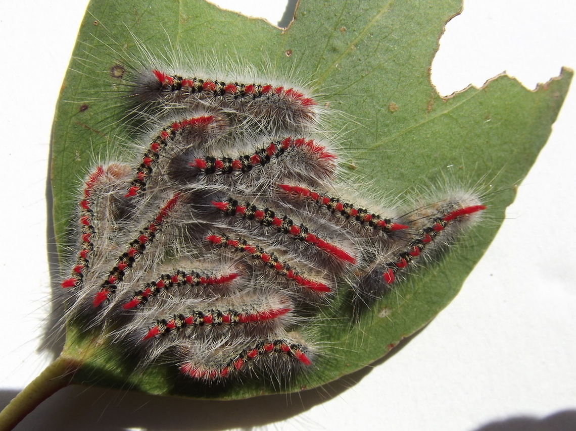 Trichiocercus sparshallii larvae These larvae may follow eachother like carriages of a train.  They will produce a beautiful pure white moth. Australia,Geotagged,Trichiocercus sparshalli,Winter