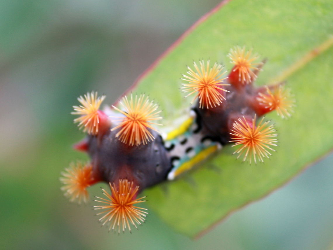 Mottled cupmoth (Doratifera vulnerans) This bizarre &#039;slug&#039; caterpillar bears eight weapons which are bundles of spines normally folded away but everted when the insect is startled.  They produce mild irritation to humans when touched.    Australia,Doratifera,Doratifera vulnerans,Geotagged,Mottled Cup Moth,Summer