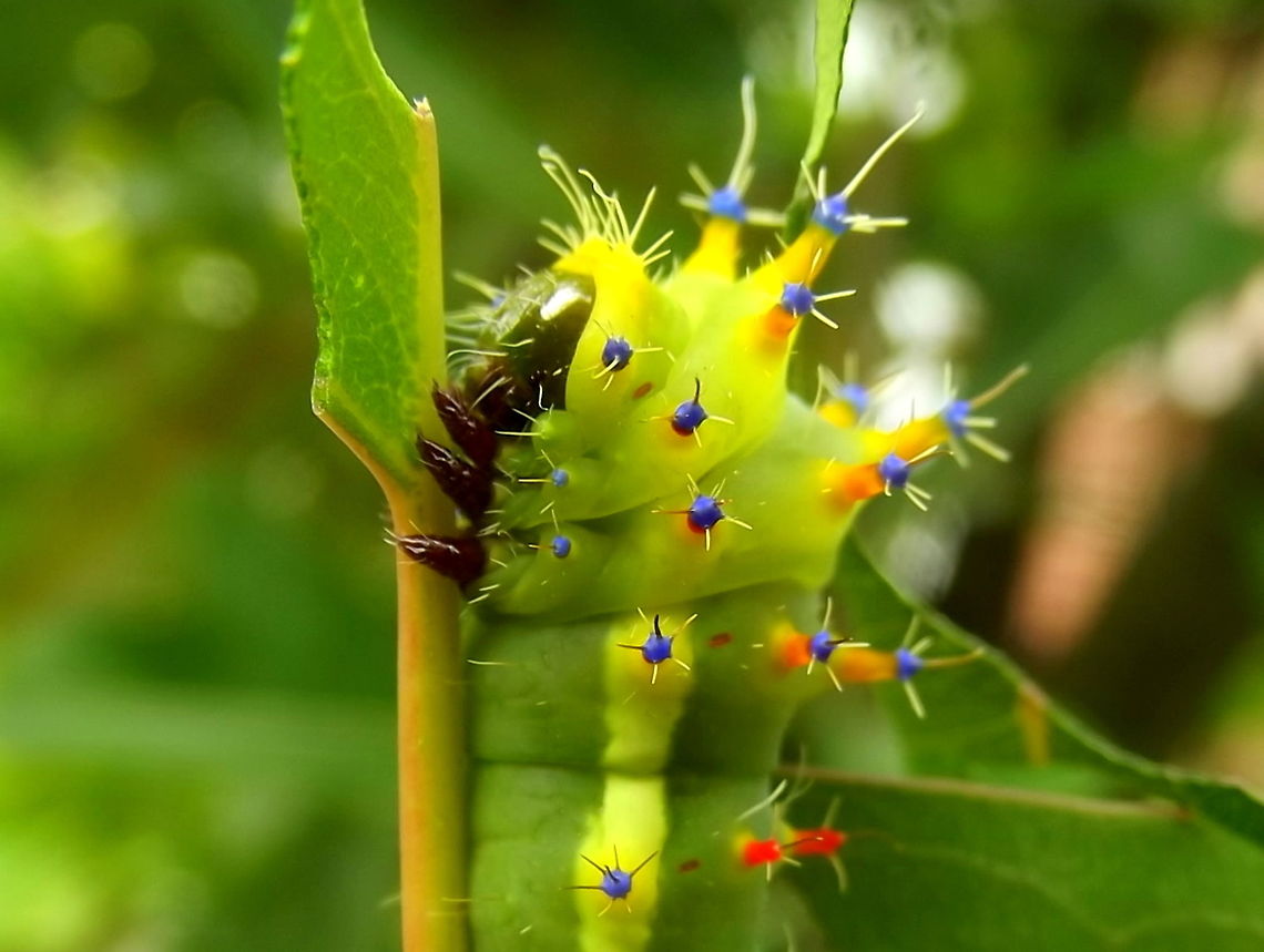 Emperor Gum Moth (Opodiphthera eucalypti) This bright green larvae has clusters of stinging spines on colorful tubercles,    Australia,Emperor gum moth,Geotagged,Opodiphthera eucalypti,Summer