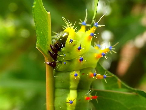 Emperor Gum Moth (Opodiphthera eucalypti) This bright green larvae has clusters of stinging spines on colorful tubercles,    Australia,Emperor gum moth,Geotagged,Opodiphthera eucalypti,Summer