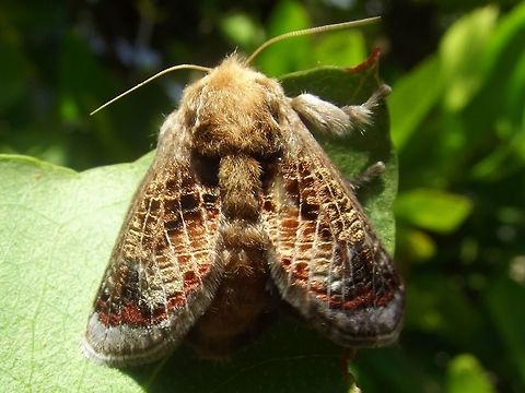 Mottled cupmoth (Doratifera vulnerans) An attractive brown moth with a spikey caterpillar
http://www.jungledragon.com/image/37806/mottled_cupmoth_doratifera_vulnerans.html 
 Australia,Doratifera,Doratifera vulnerans,Geotagged,Mottled Cup Moth