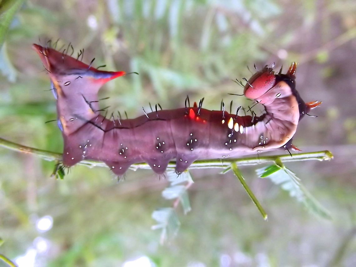 Wattle moth (Neola semiaurata) The wattle moth larva Australia,Geotagged,Neola semiaurata,Summer