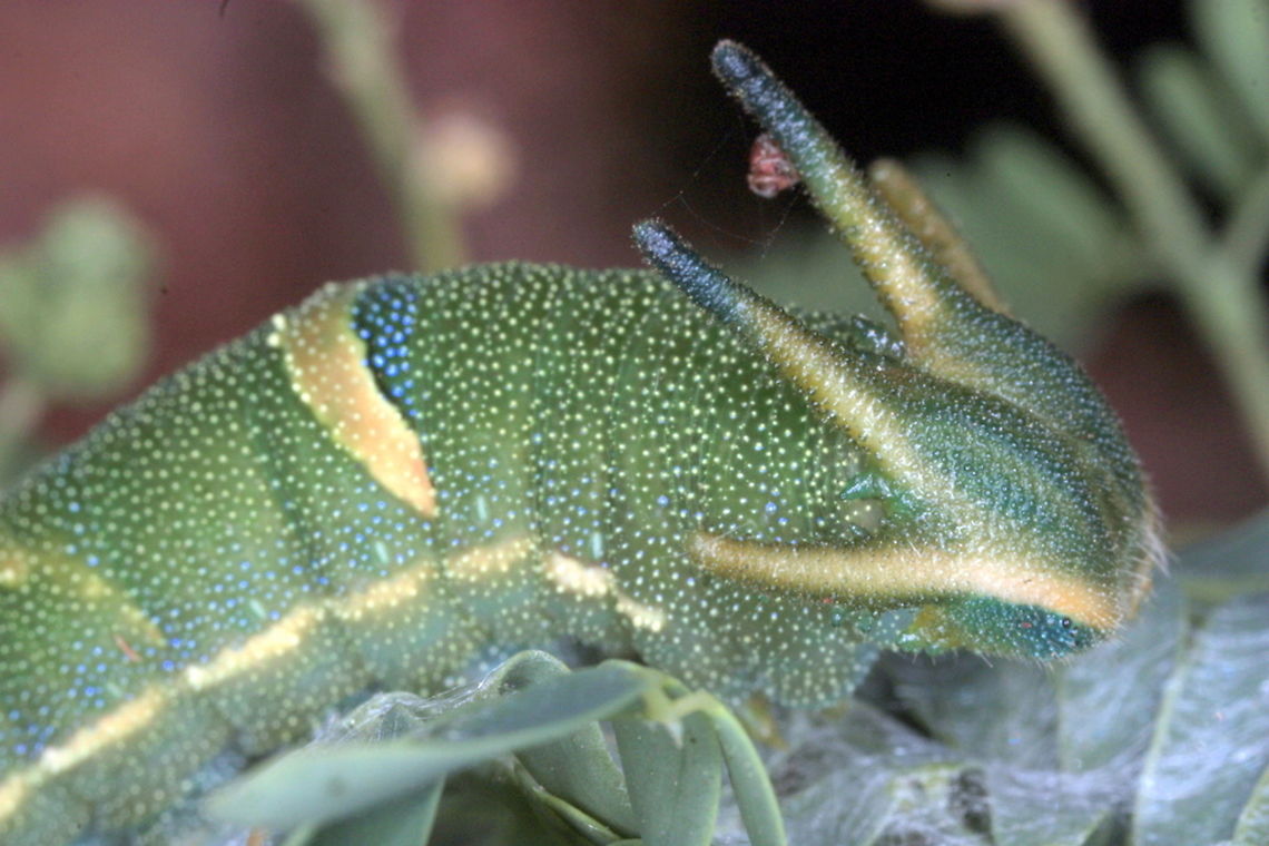 Tailed Emperor (Polyura sempronius) The green larva of the Emperor Butterfly feeds on Acacia and has long projections adorning its head.  Australia,Geotagged,Polyura sempronius,Tailed emperor,Winter