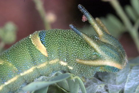 Tailed Emperor (Polyura sempronius) The green larva of the Emperor Butterfly feeds on Acacia and has long projections adorning its head.  Australia,Geotagged,Polyura sempronius,Tailed emperor,Winter