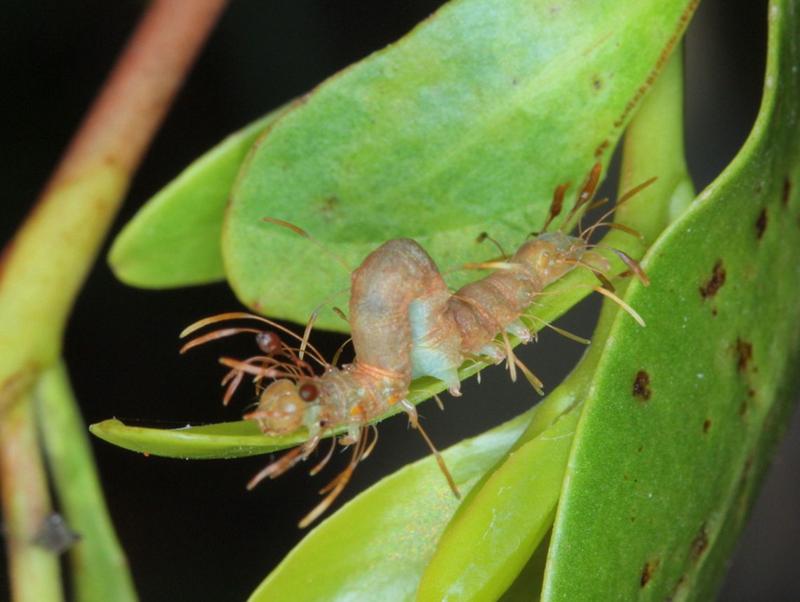 Leafy caterpillar (Homodes bracteigutta) This ornate caterpillar is the owlet moth and found on Mangrove leaves<br />
Here is an early instar,<br />
<figure class="photo"><a href="https://www.jungledragon.com/image/37908/homodes.html" title="Homodes"><img src="https://s3.amazonaws.com/media.jungledragon.com/images/2776/37908_thumb.jpg?AWSAccessKeyId=05GMT0V3GWVNE7GGM1R2&Expires=1763596810&Signature=OIFDJ6Ycjs0roh%2BWdCudWH70eG0%3D" width="200" height="150" alt="Homodes Early instar moth caterpillar in party costume.  <br />
There are a couple of other species in this genus and I would not like to guess which this one is.   Australia,Geotagged,Homodes" /></a></figure>  Australia,Fall,Geotagged,Homodes bracteigutta,owlet moth