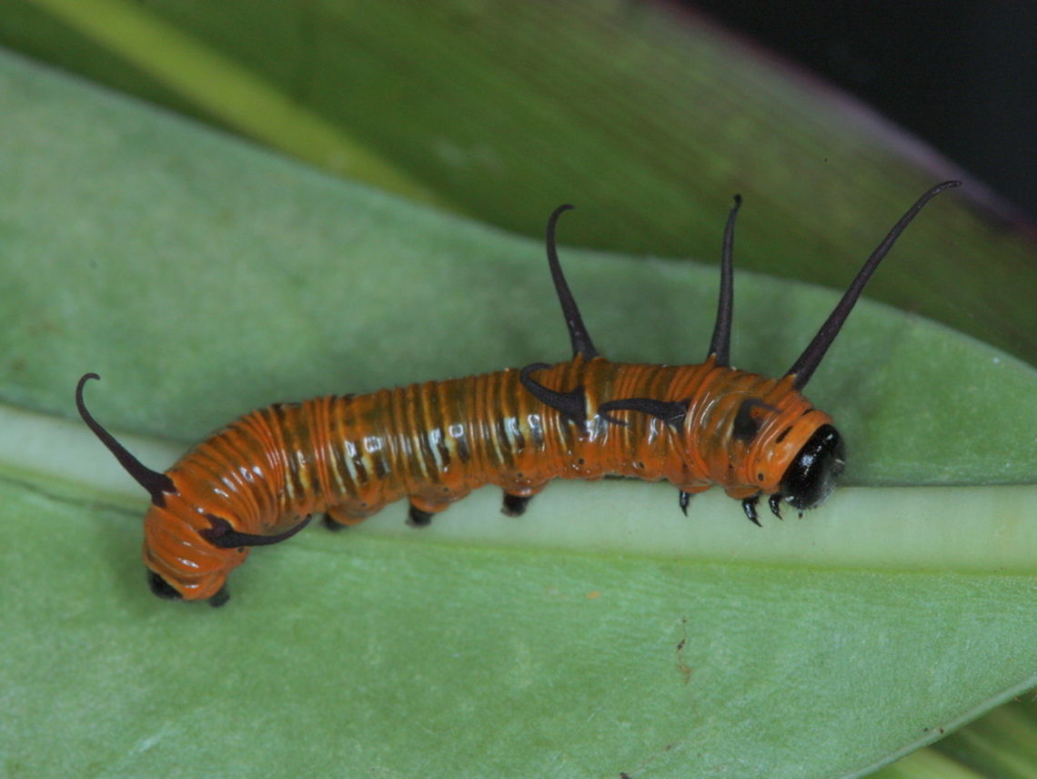Oleander butterfly (Euploea corinna) The larva of the Oleander (or common crow) butterfly Australia,Euploea,Euploea corinna,Fall,Geotagged