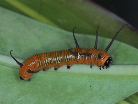 Oleander butterfly (Euploea corinna) The larva of the Oleander (or common crow) butterfly Australia,Euploea,Euploea corinna,Fall,Geotagged
