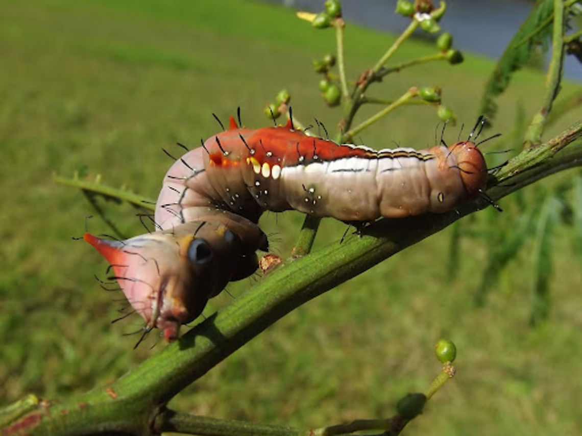 Wattle moth (Neola semiaurata) This bizarre moth larva is showing a false eyespot which can be used in defense, drawing the attention of a predator to the tail end of the insect.      Australia,Geotagged,Neola semiaurata